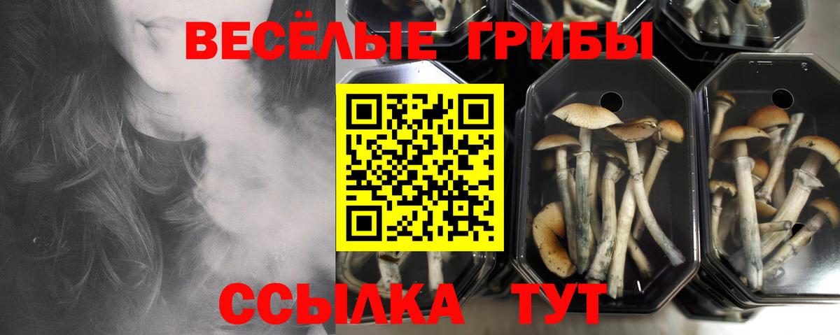 Галлюциногенные грибы мухоморы  Вход с VPN  Тихорецк  Галлюциногенные грибы мицелий 